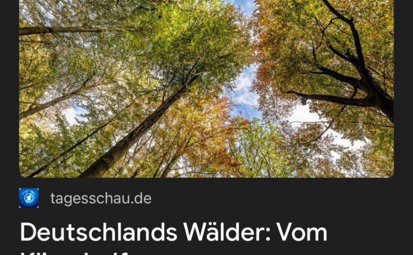 CO2-Schock! Deutscher Wald kippt – Regierung rechnet sich Klimaziel schön!