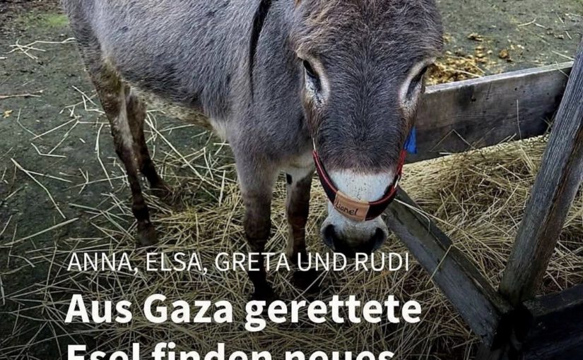 Friedrich Merz: – Wir retten Esel aus Gaza, aber keine Kinder –